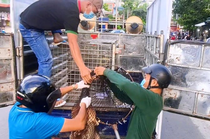 胡志明市今年已捕获409只散养狗，多地对违规行为作出处罚