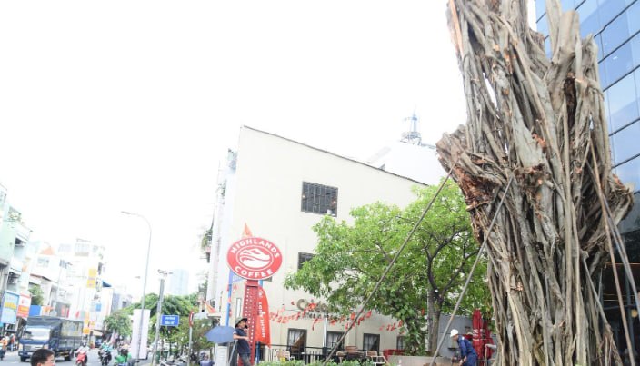 胡志明市倒伏菩提树已重新种回原位