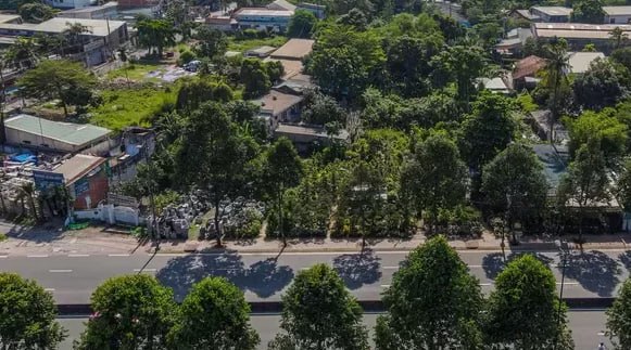 胡志明市寻求应对4000棵有折断倒塌风险的古树