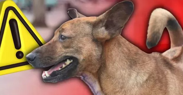 胡志明市狂犬病死亡病例增至6例，暴露压力处高位