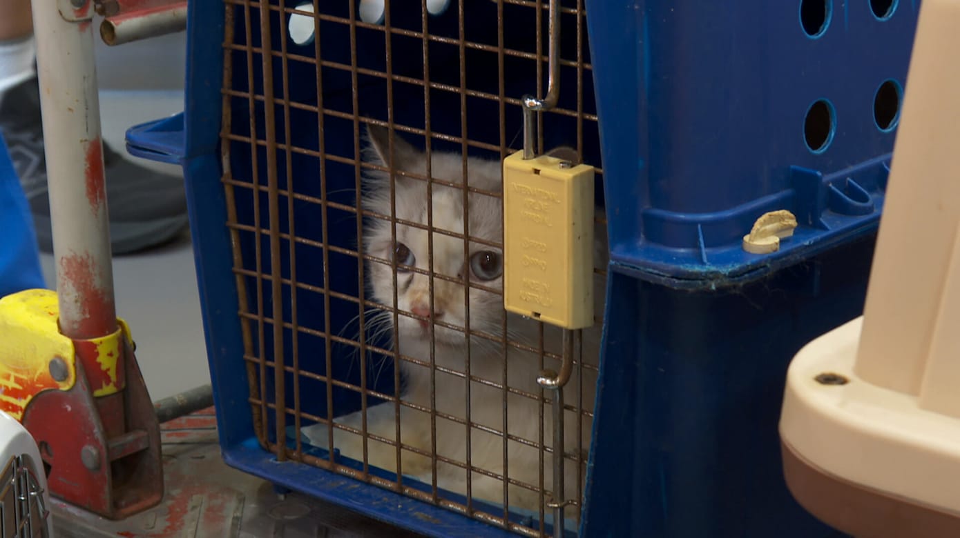 越南警方破获偷猫集团 近2700只猫遭窃卖作食用
