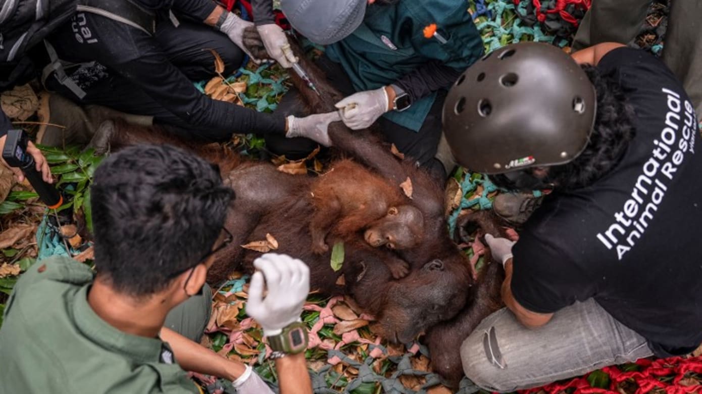 野火逼近栖息地 印尼再救出一对红毛猩猩母子