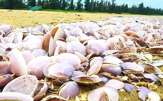 河静蛤蜊壳大量冲上岸 政府雇佣潜水员采集活样检测