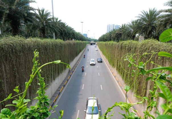河内计划每条街道只种一种树 打造统一街景